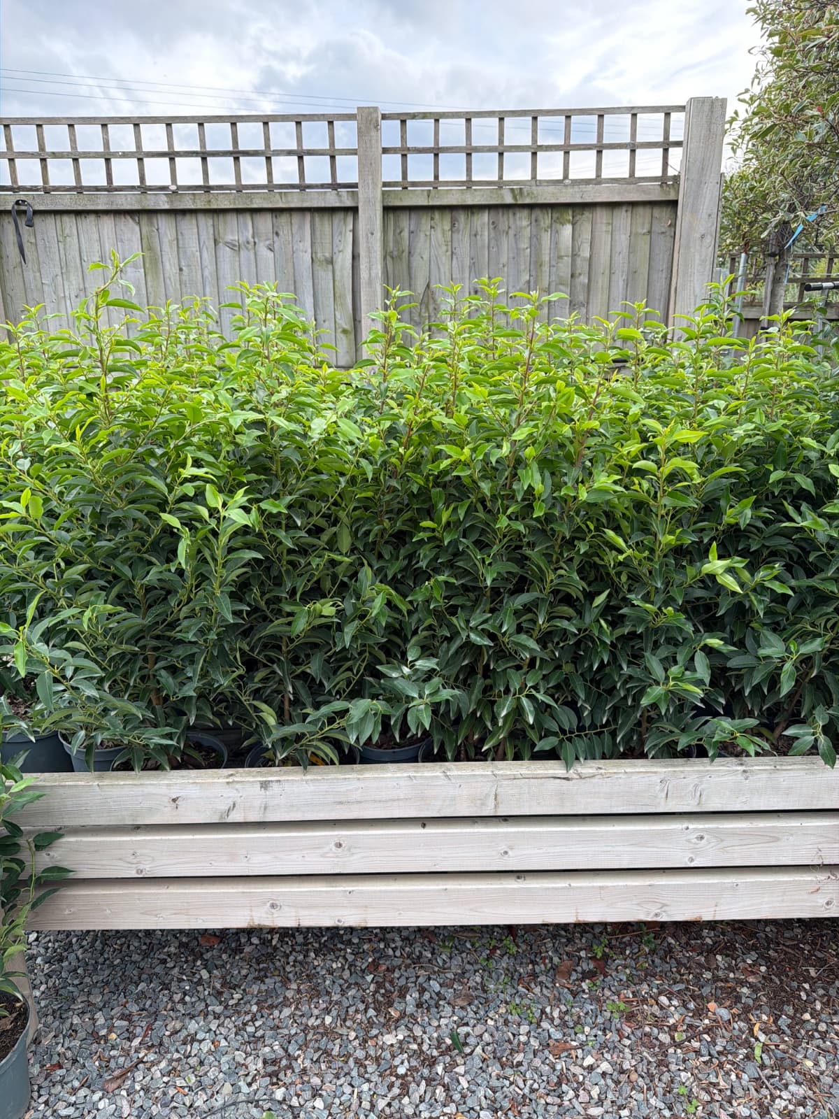 Portuguese Laurel